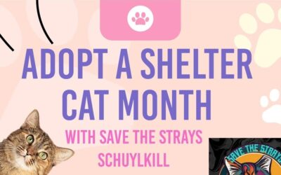 Adopt a Shelter Cat Month with Save the Strays Schuylkill