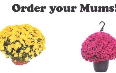 It’s Mum Ordering Season